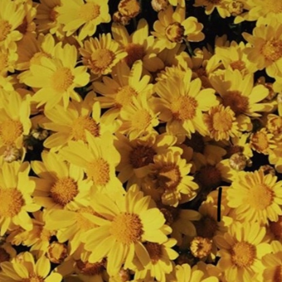 Meet your Posher, Madis - Picture 1 of 1